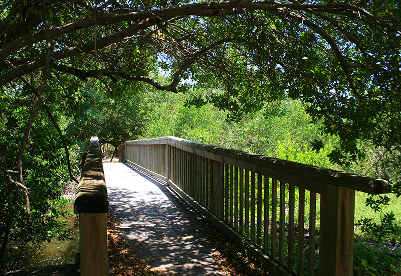 Une passerelle de bois conduit au cœur de la mangrove